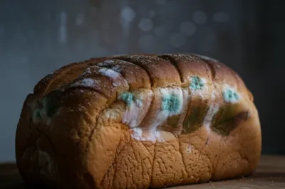 Illustration mildewed