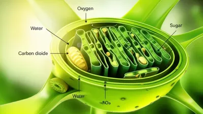 Illustration plastids - Image 1