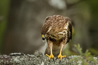 Illustration sued - Image 1