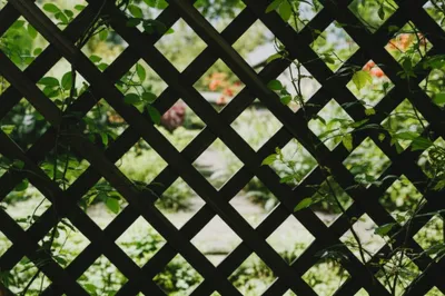 Illustration lattice - Image 1