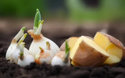 Illustration sets - Image 1