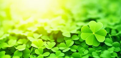 Illustration clover - Image 1