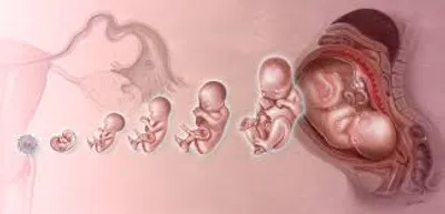 Illustration gestation - Image 2