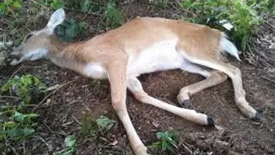 Illustration carcass - Image 2