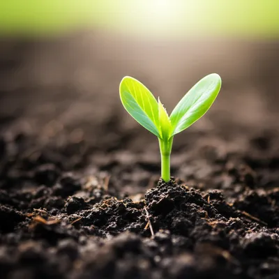 Illustration germinal - Image 1