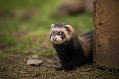 Illustration hob - Image 1