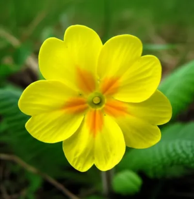 Illustration primroses - Image 1