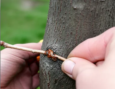 Illustration scions - Image 1