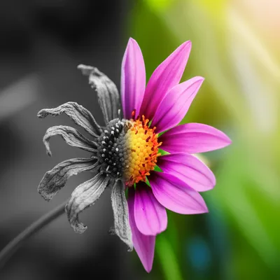 Illustration brightened - Image 1