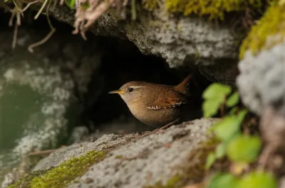 Illustration troglodyte - Image 1