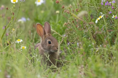 Illustration squats - Image 1