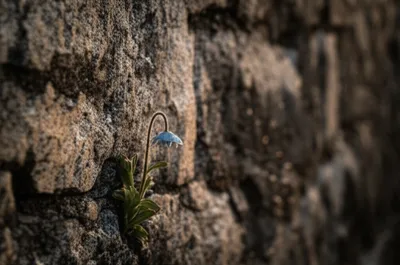 Illustration lowly - Image 1