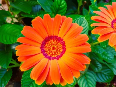 Illustration bloomer - Image 1