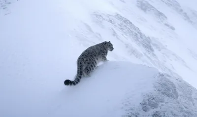 Illustration elusive - Image 1