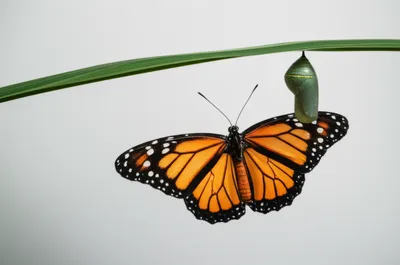 Illustration get - Image 1