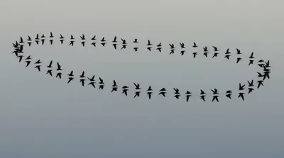 Illustration repeaters