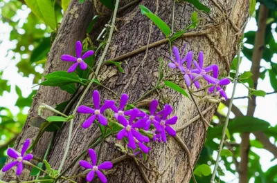 Illustration tree - Image 1