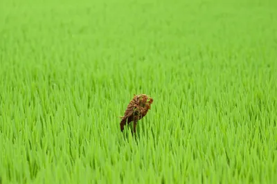 Illustration conform - Image 1