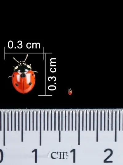 Illustration puns - Image 1