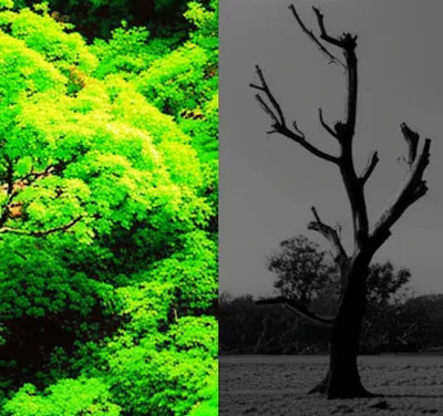 Illustration contrasting - Image 1