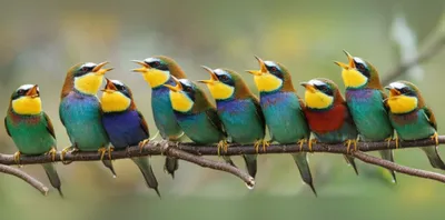 Illustration chatters - Image 1