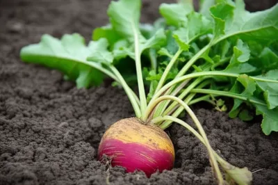 Illustration rutabagas - Image 1