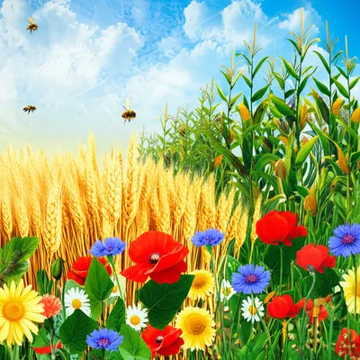 Illustration crops - Image 1