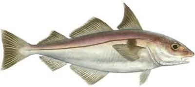 Illustration haddock - Image 2