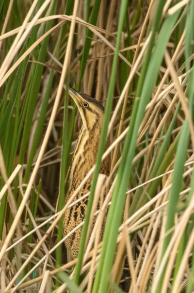 Illustration bone - Image 1