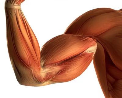 Illustration muscles - Image 1