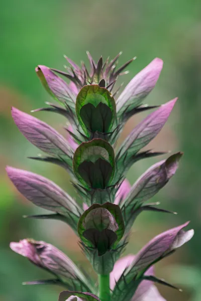 Illustration acanthus