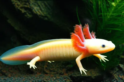 Illustration axolotl - Image 1