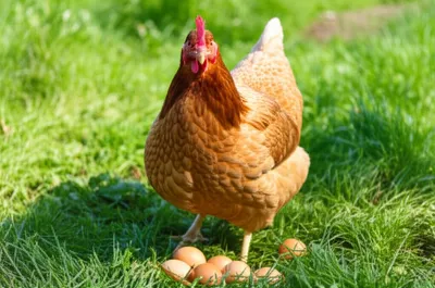 Illustration hens - Image 1