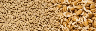 Illustration malting - Image 1