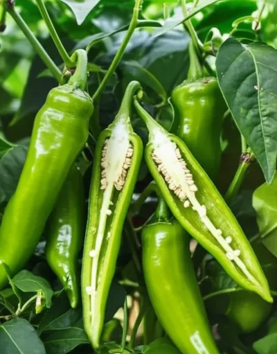 Illustration jalapenos