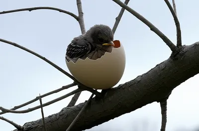 Illustration unprotected