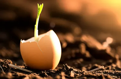 Illustration opened - Image 1