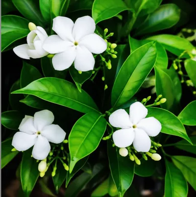 Illustration gardenia