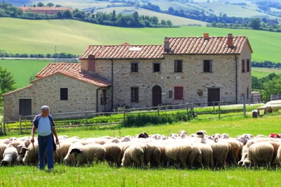 Illustration pecorino