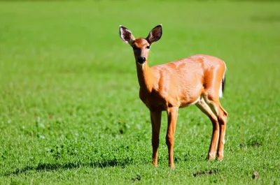 Illustration doe - Image 1