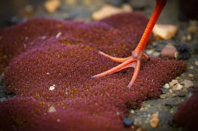 Illustration redshank - Image 1