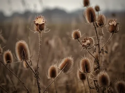 Illustration teasel - Image 1