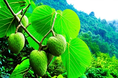 Illustration chirimoyas - Image 1