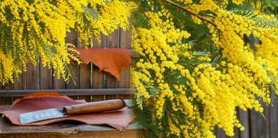 Illustration wattles - Image 1