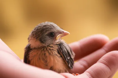 Illustration tenderness