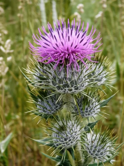 Illustration knapweed - Image 2
