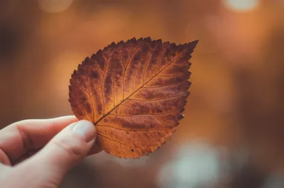 Illustration verso - Image 1