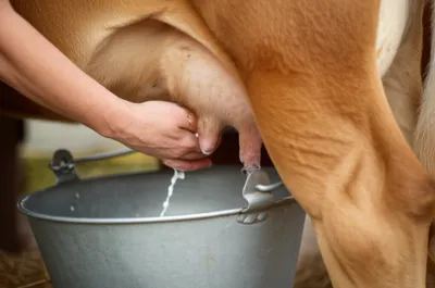 Illustration milk - Image 1