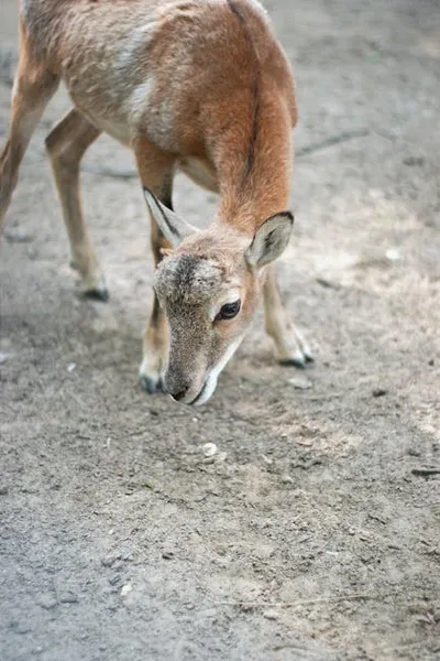 Illustration lowering - Image 2