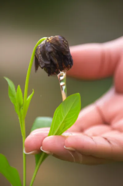 Illustration resuscitate - Image 1